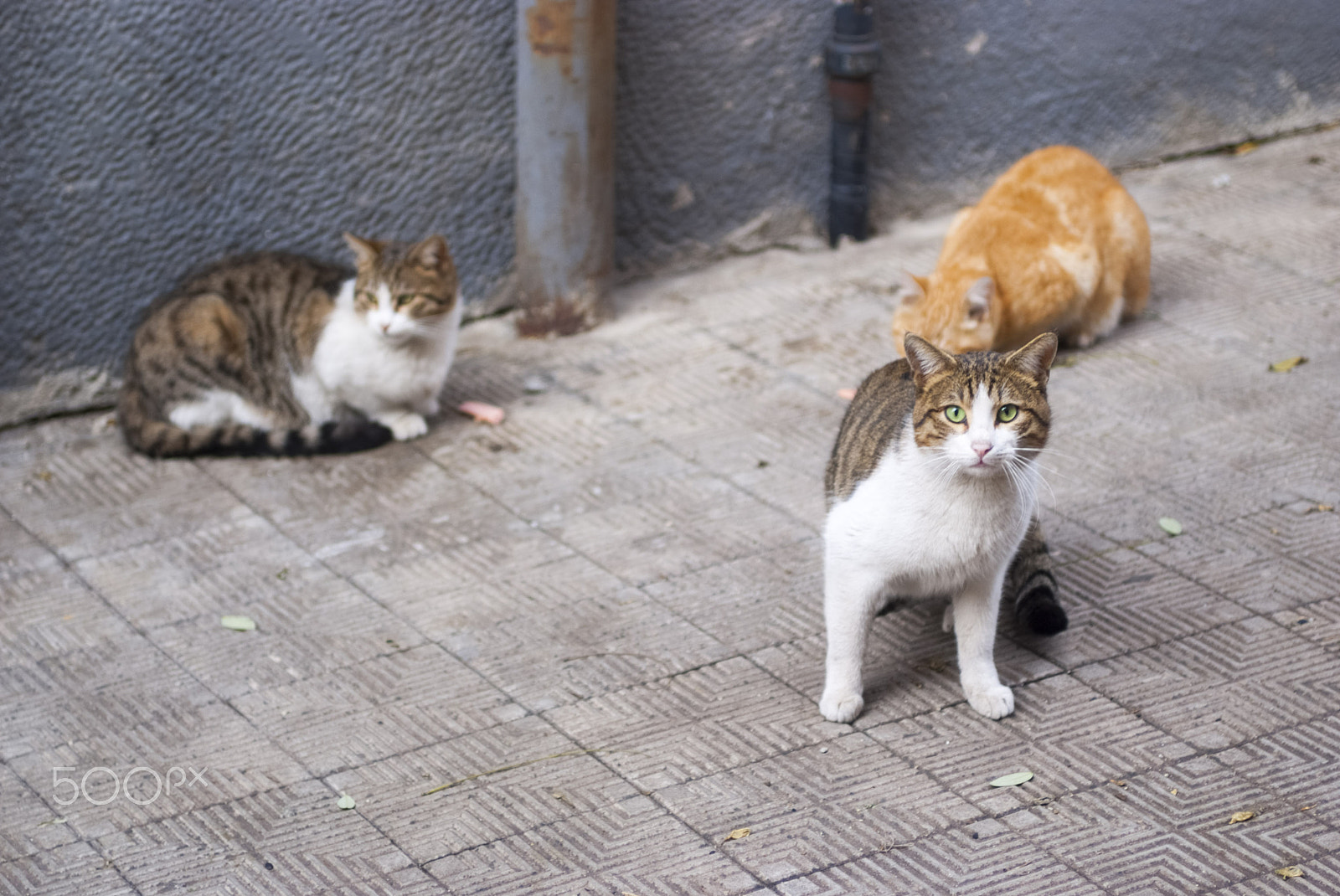 Fujifilm FinePix S5 Pro sample photo. B () photography