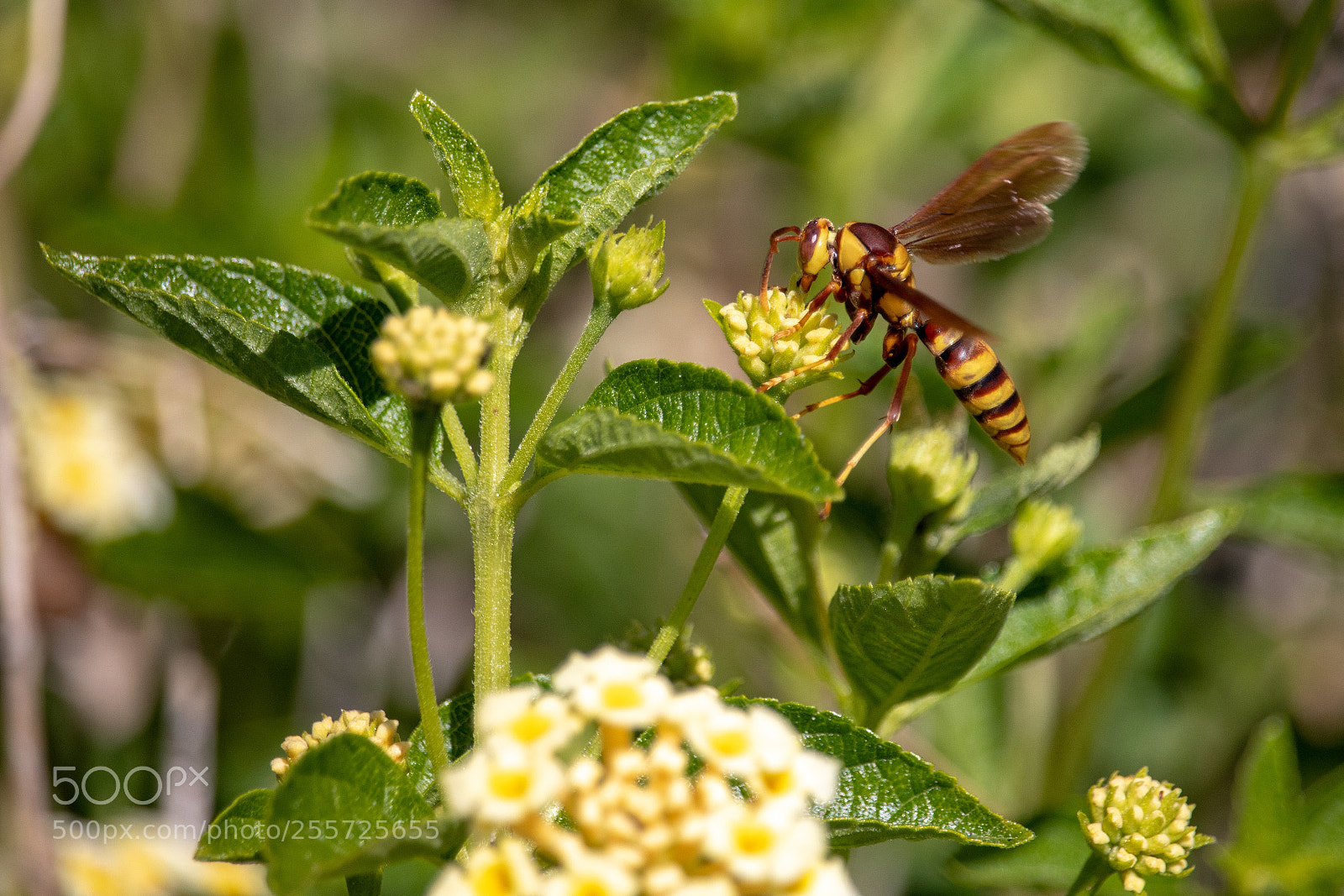 Canon EOS 77D (EOS 9000D / EOS 770D) sample photo. Yellow jacket on a photography