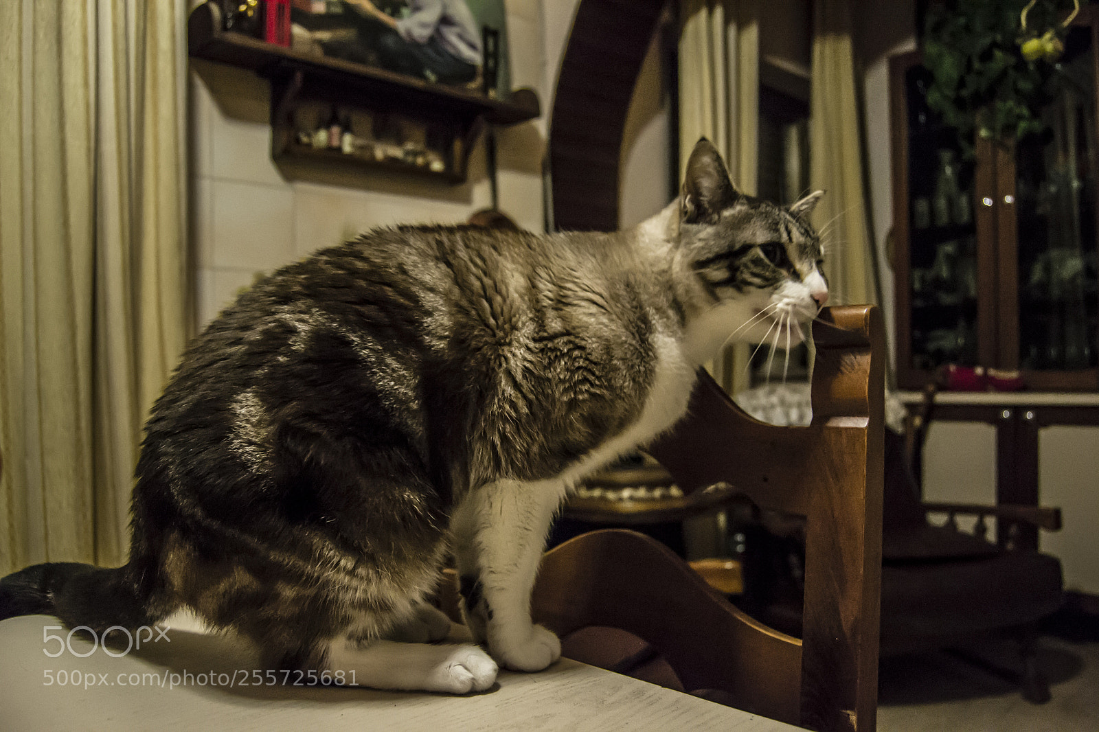 Nikon D3100 sample photo. B () photography
