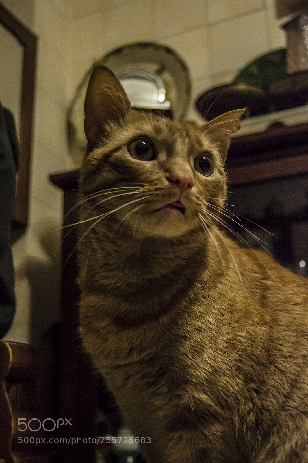 Nikon D3100 sample photo. B () photography