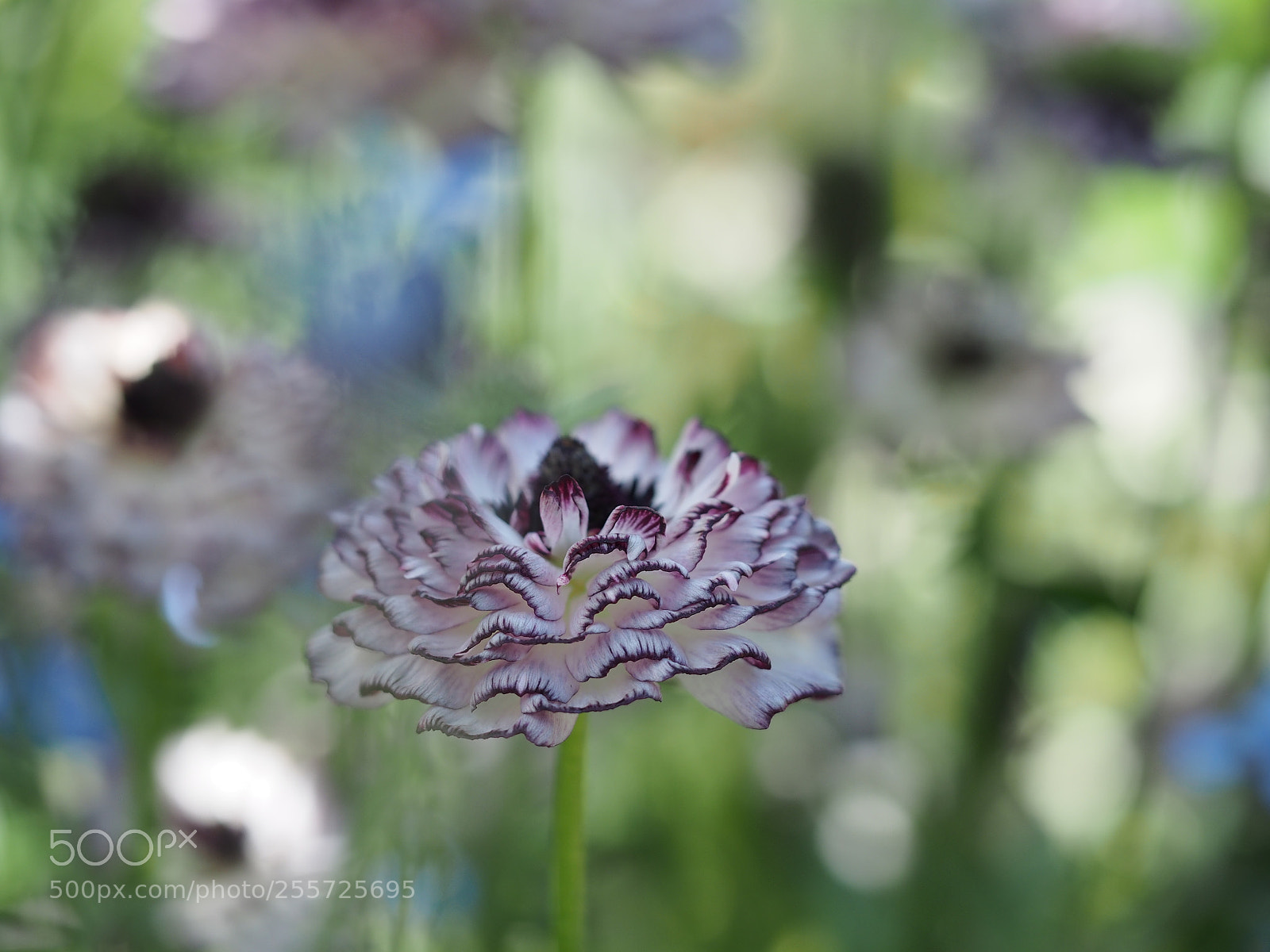 Olympus OM-D E-M5 sample photo. Flowers photography