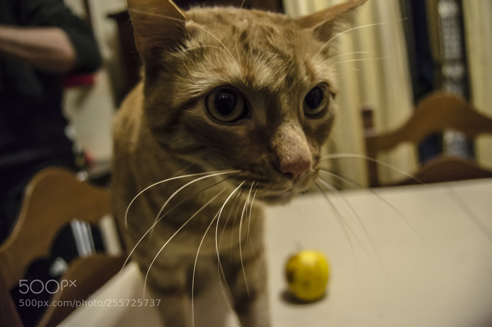 Nikon D3100 sample photo. B () photography