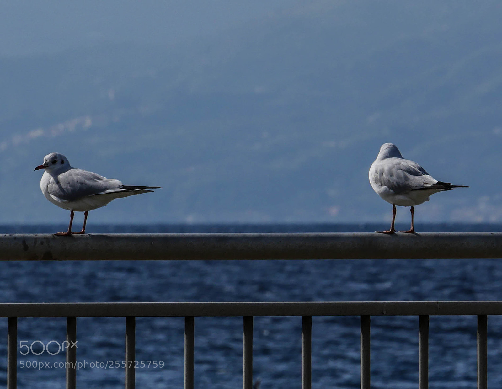 Panasonic Lumix DMC-GH4 sample photo. B () photography