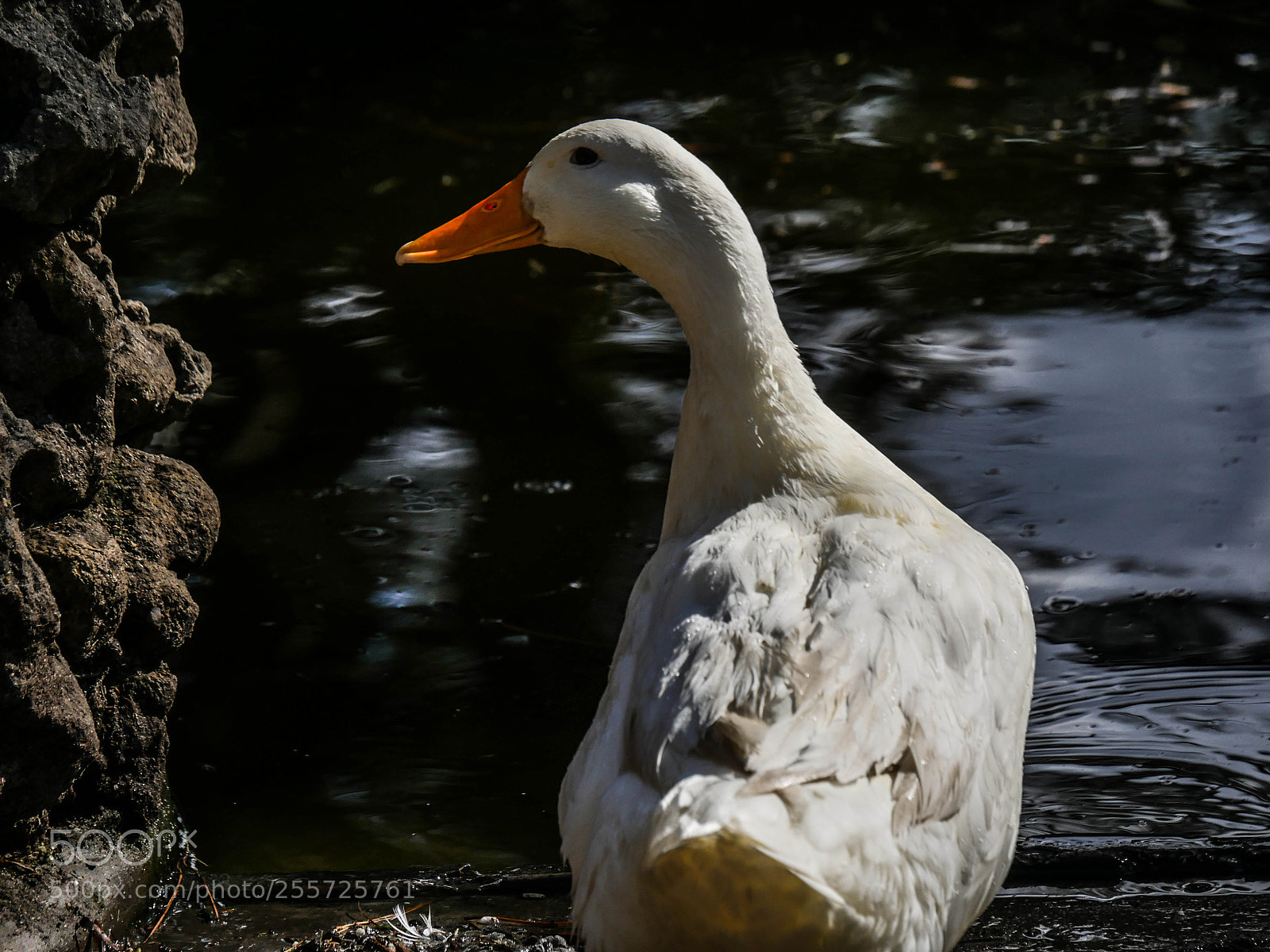 Panasonic Lumix DMC-GH4 sample photo. B () photography