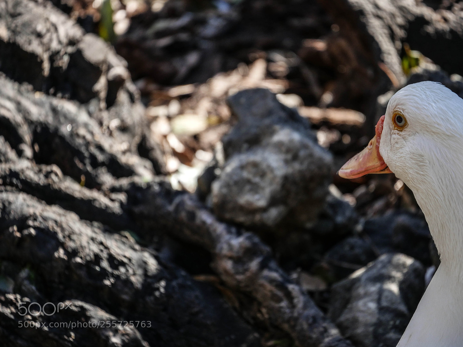 Panasonic Lumix DMC-GH4 sample photo. B () photography