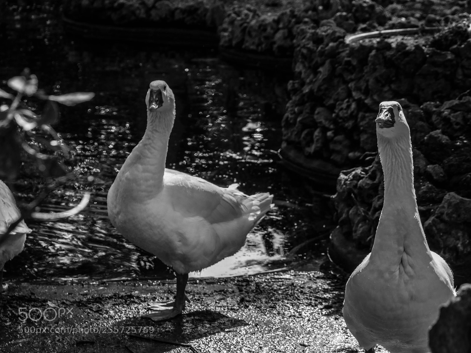Panasonic Lumix DMC-GH4 sample photo. B () photography
