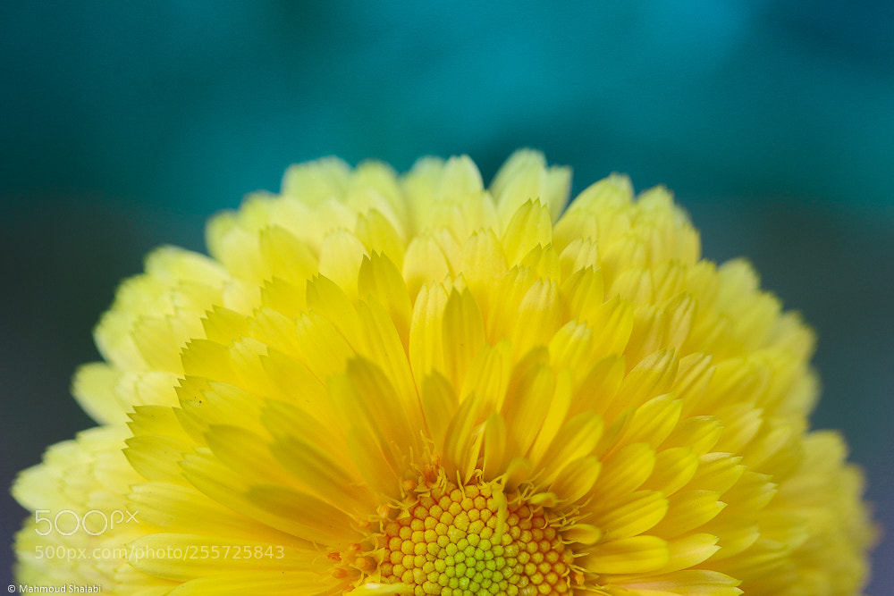 Canon EOS 70D sample photo. Macro sun photography