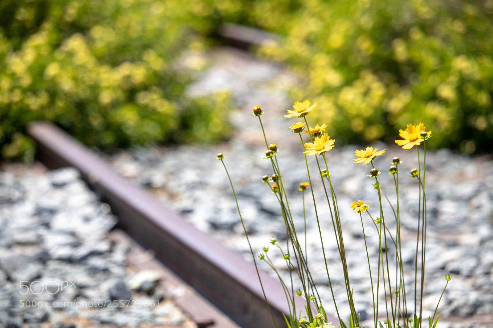 Canon EOS 77D (EOS 9000D / EOS 770D) sample photo. Yellow flower near abandoned photography