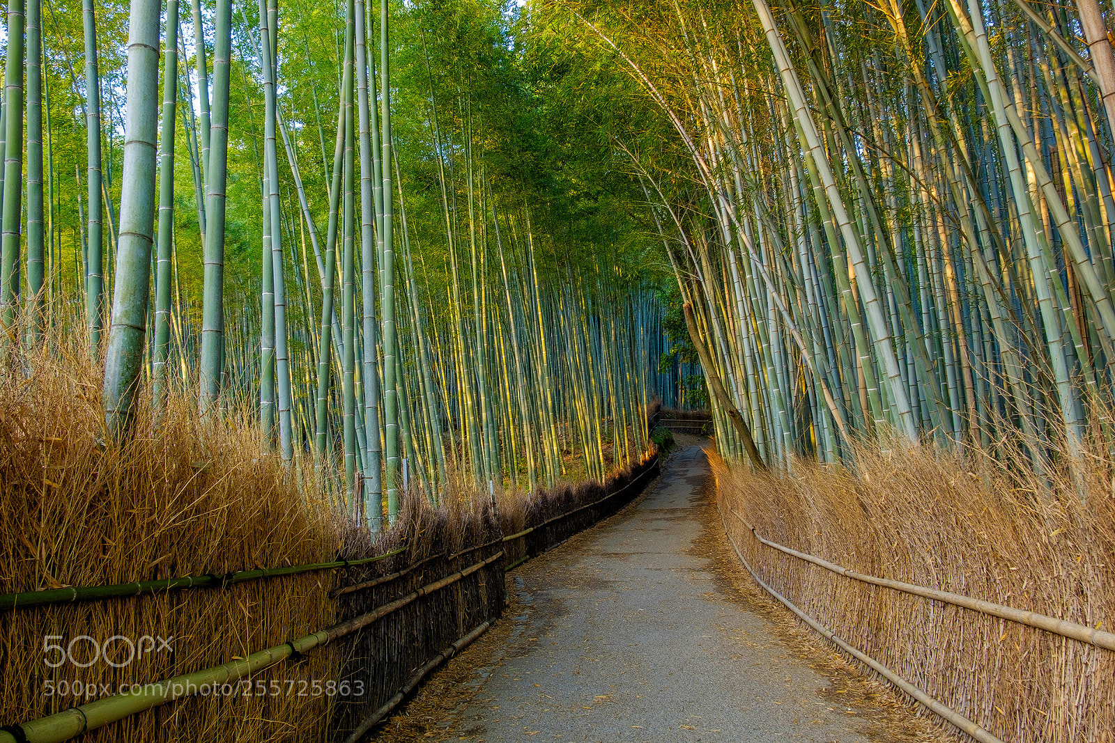 Fujifilm X-E2 sample photo. Arashiyama photography