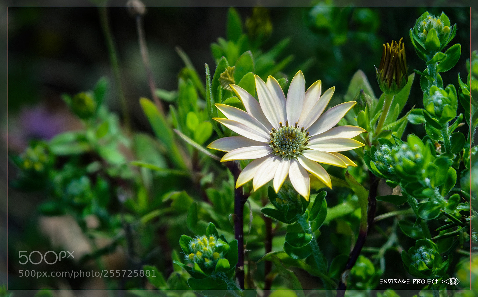 Sony a7R sample photo. Spring has sprung photography