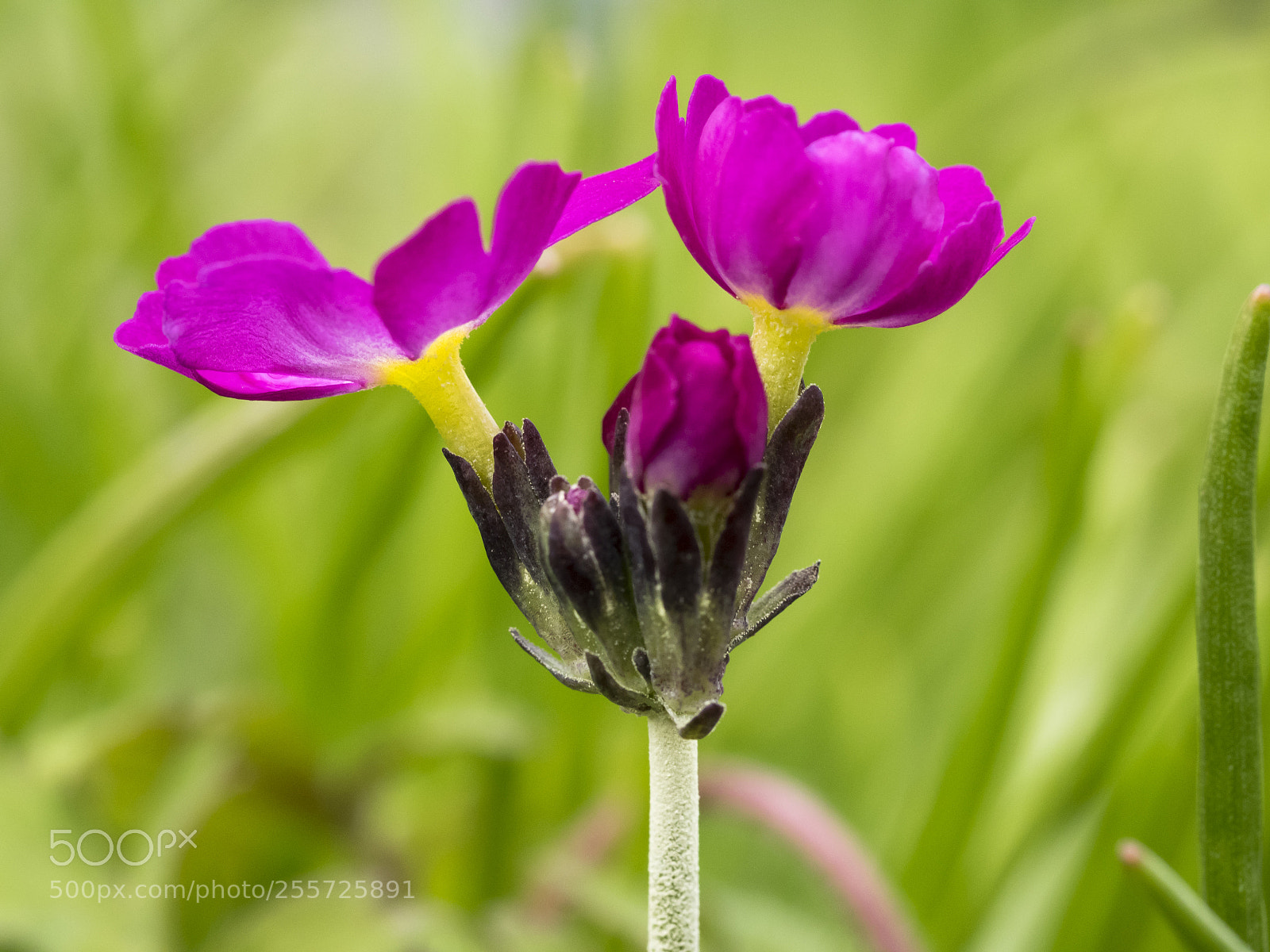 Olympus OM-D E-M1 sample photo. Spring flower photography