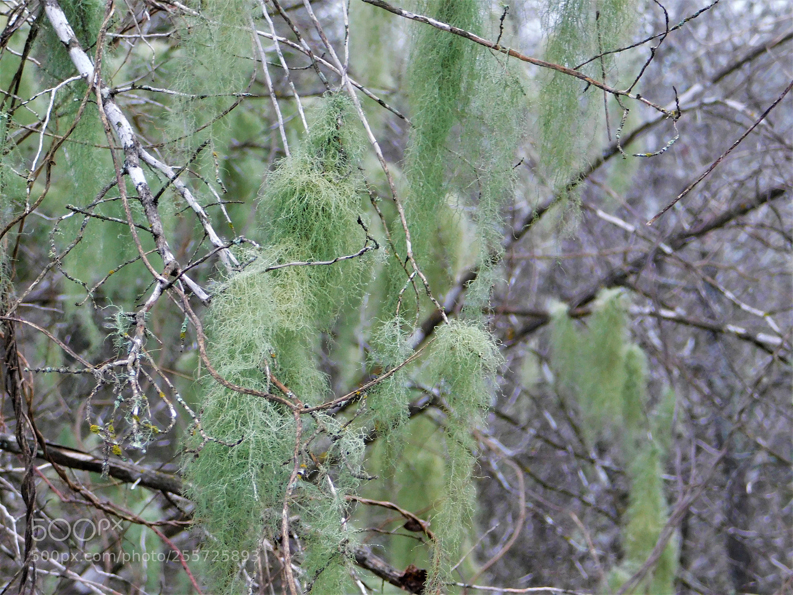 Nikon Coolpix B500 sample photo. () photography