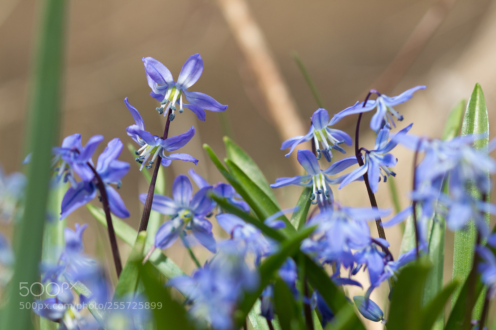 Canon EOS 60D sample photo. Spring has sprung photography