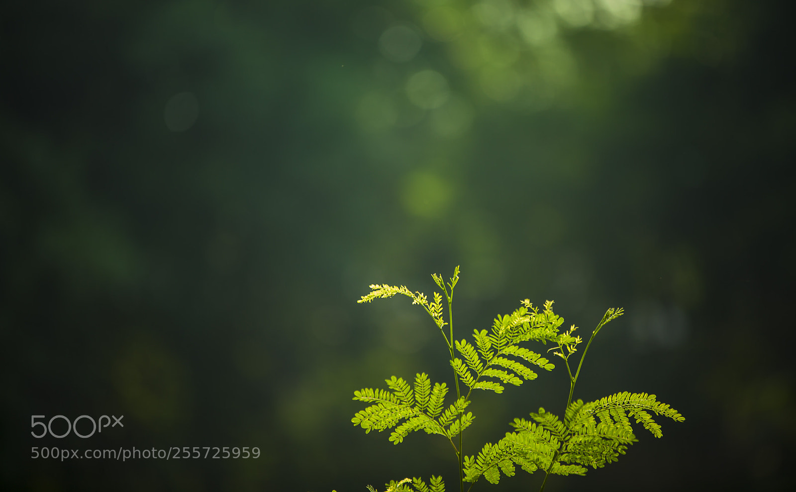 Canon EOS 5D Mark II sample photo. Go green photography