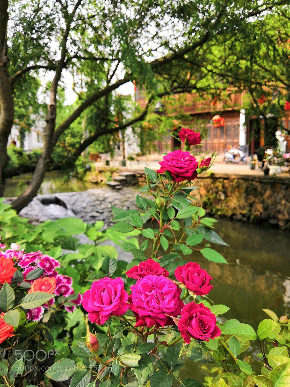 HUAWEI Honor 10 sample photo. Roses at riverside photography
