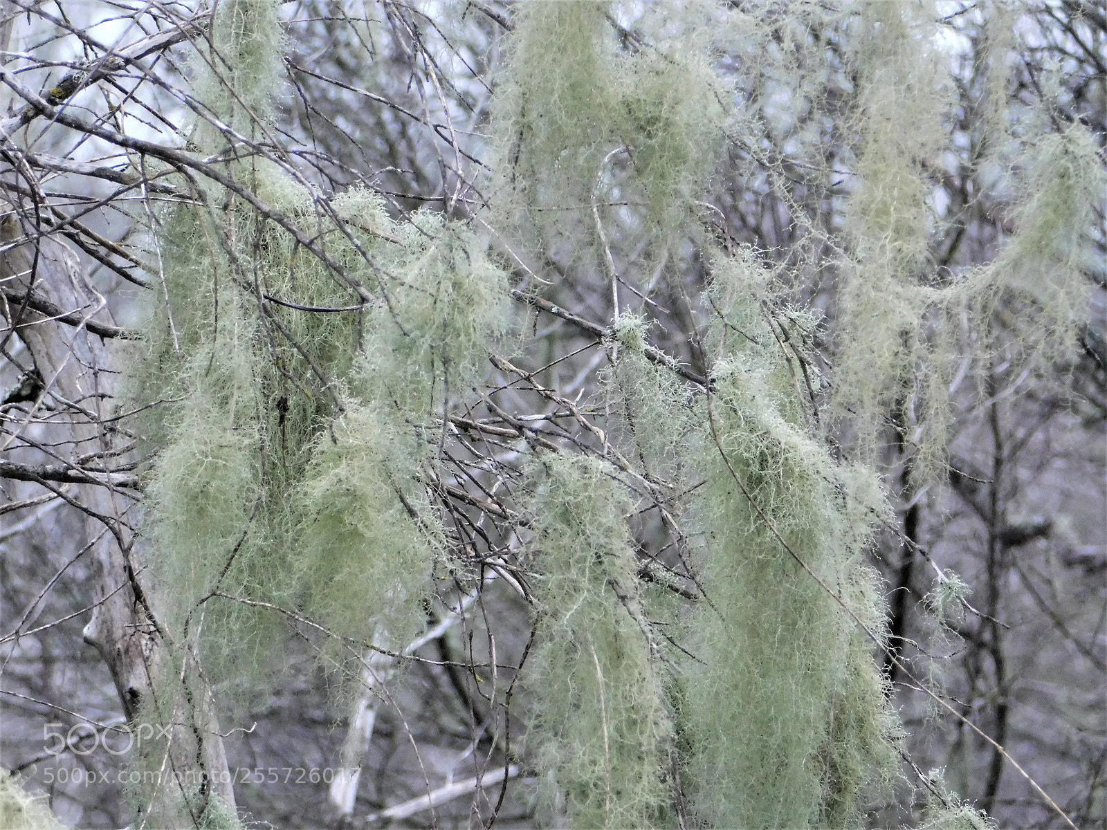 Nikon Coolpix B500 sample photo. () photography