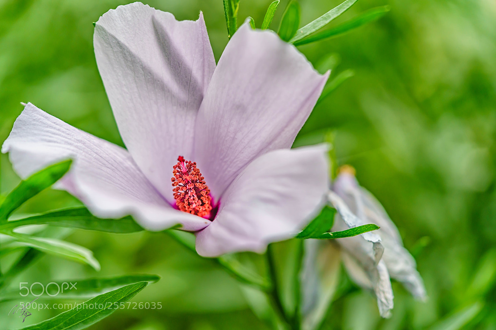 Sony a7R II sample photo. White pink hibiscus april photography