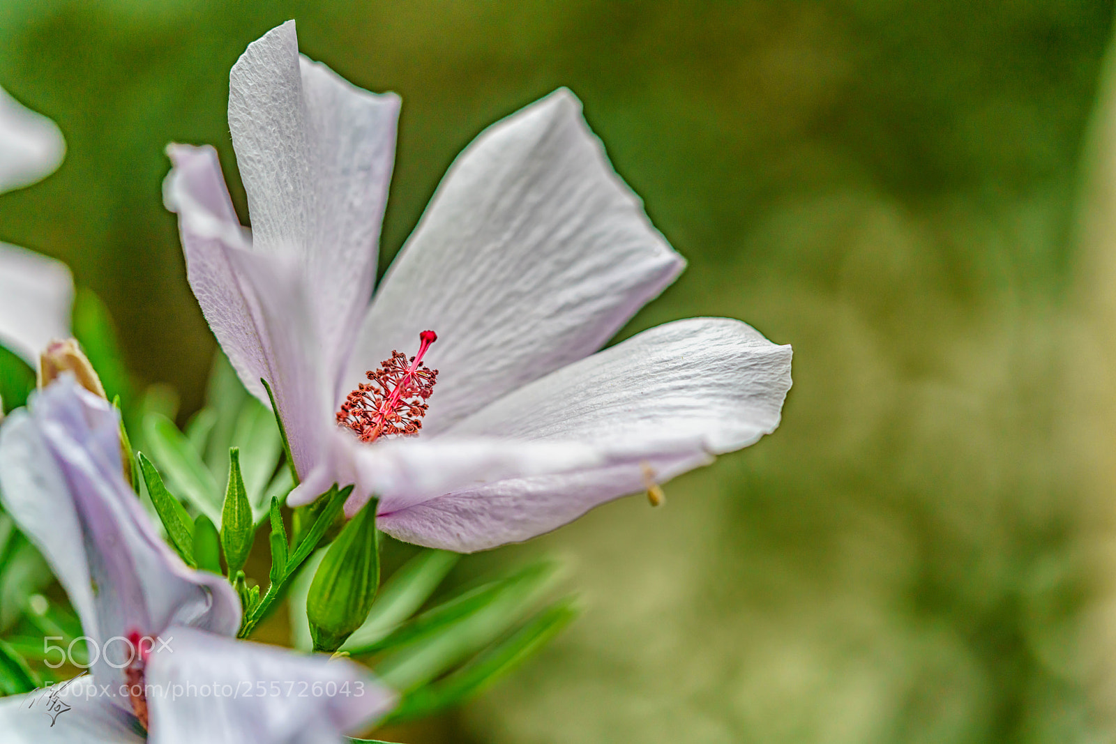 Sony a7R II sample photo. White pink hibiscus april photography