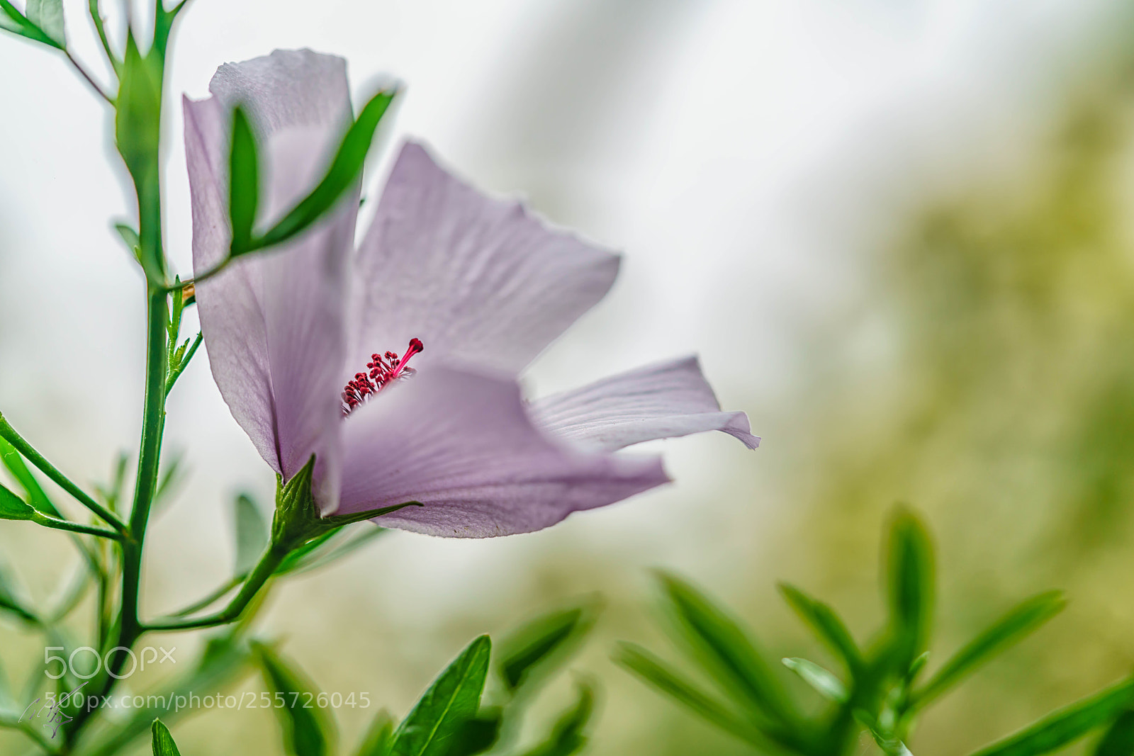 Sony a7R II sample photo. White pink hibiscus april photography