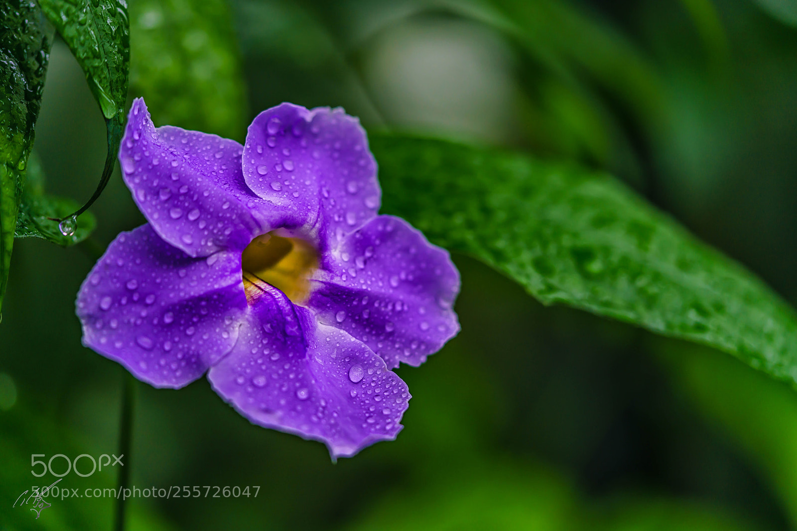Sony a7R II sample photo. Thunbergia laurifolia laurel clock photography