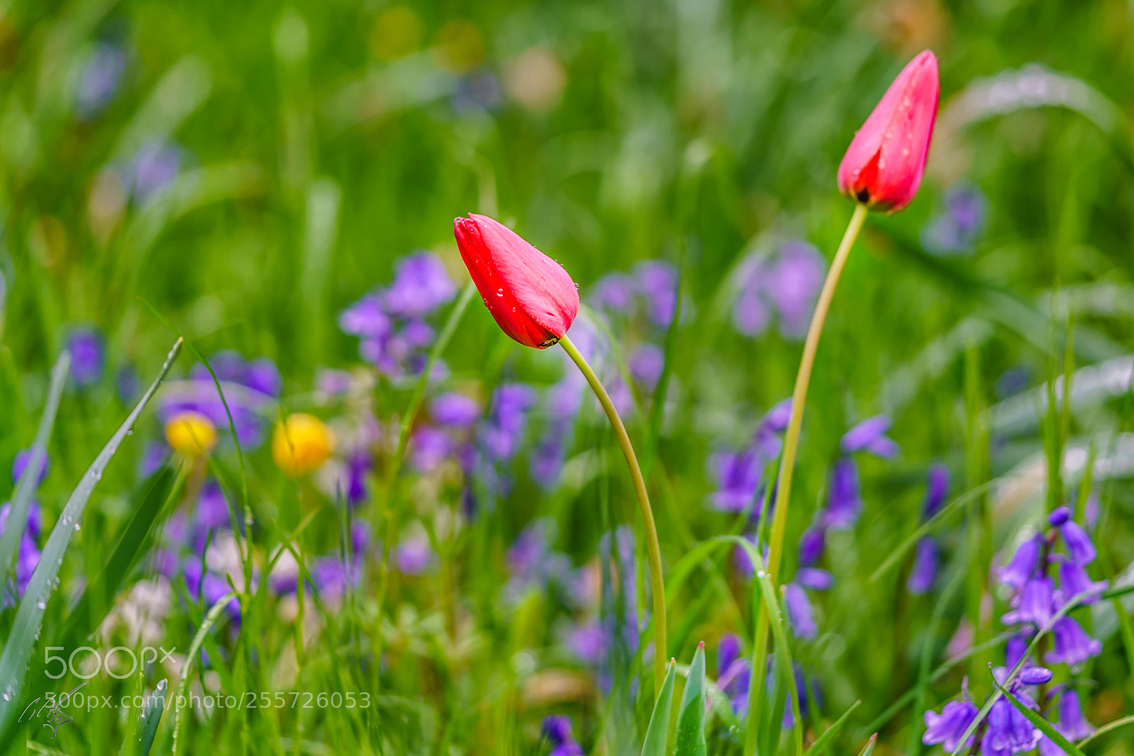 Sony a7R II sample photo. Redtulips april photography