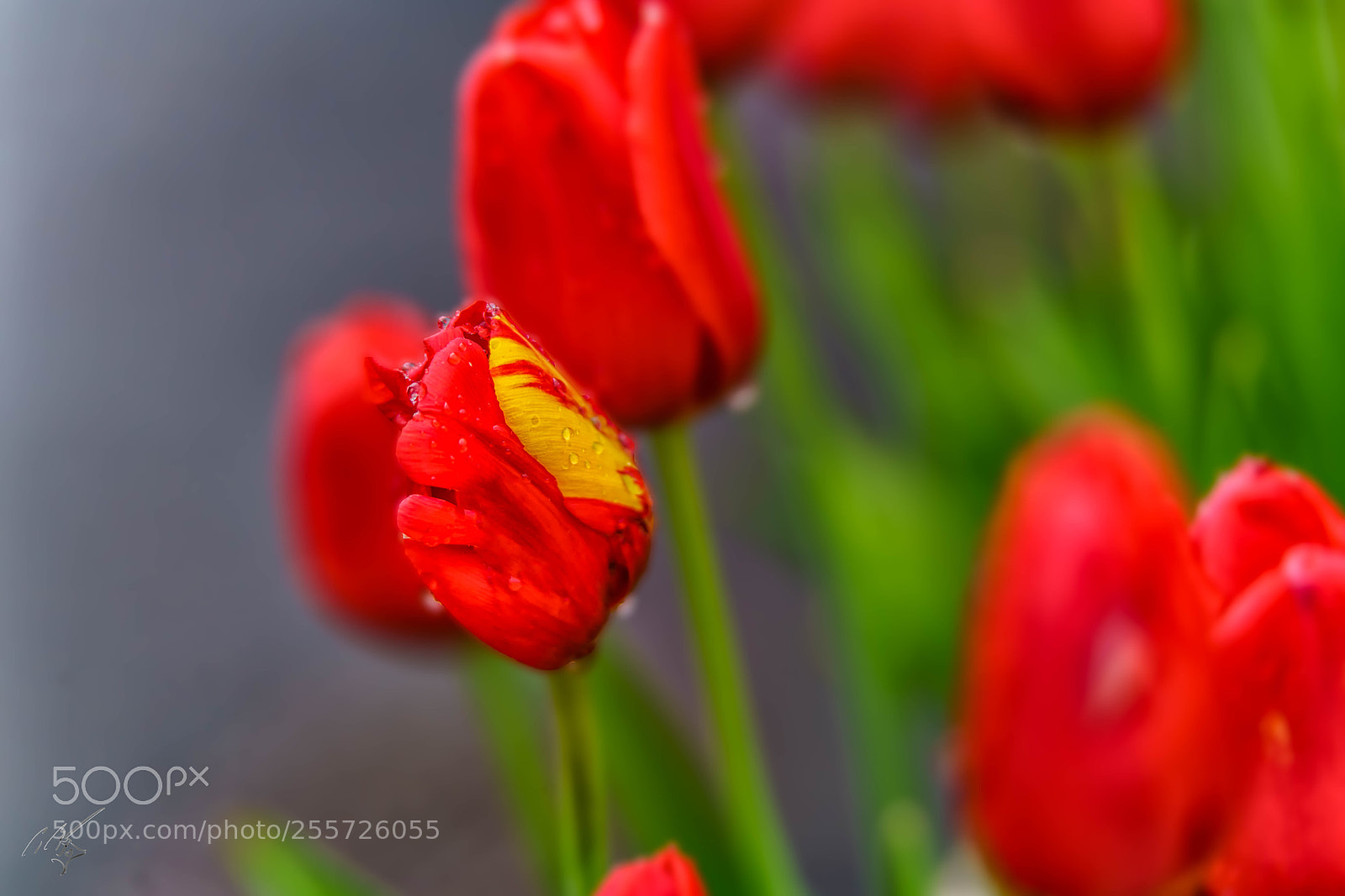 Sony a7R II sample photo. Redtulips april photography