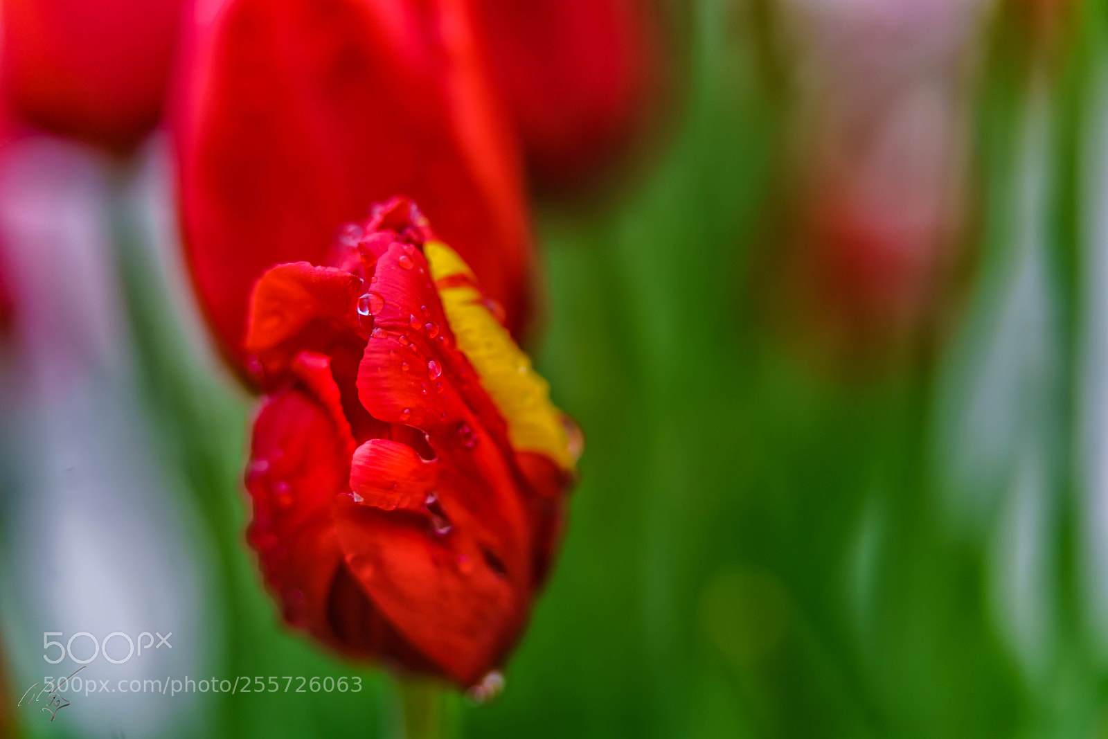 Sony a7R II sample photo. Redtulips april photography