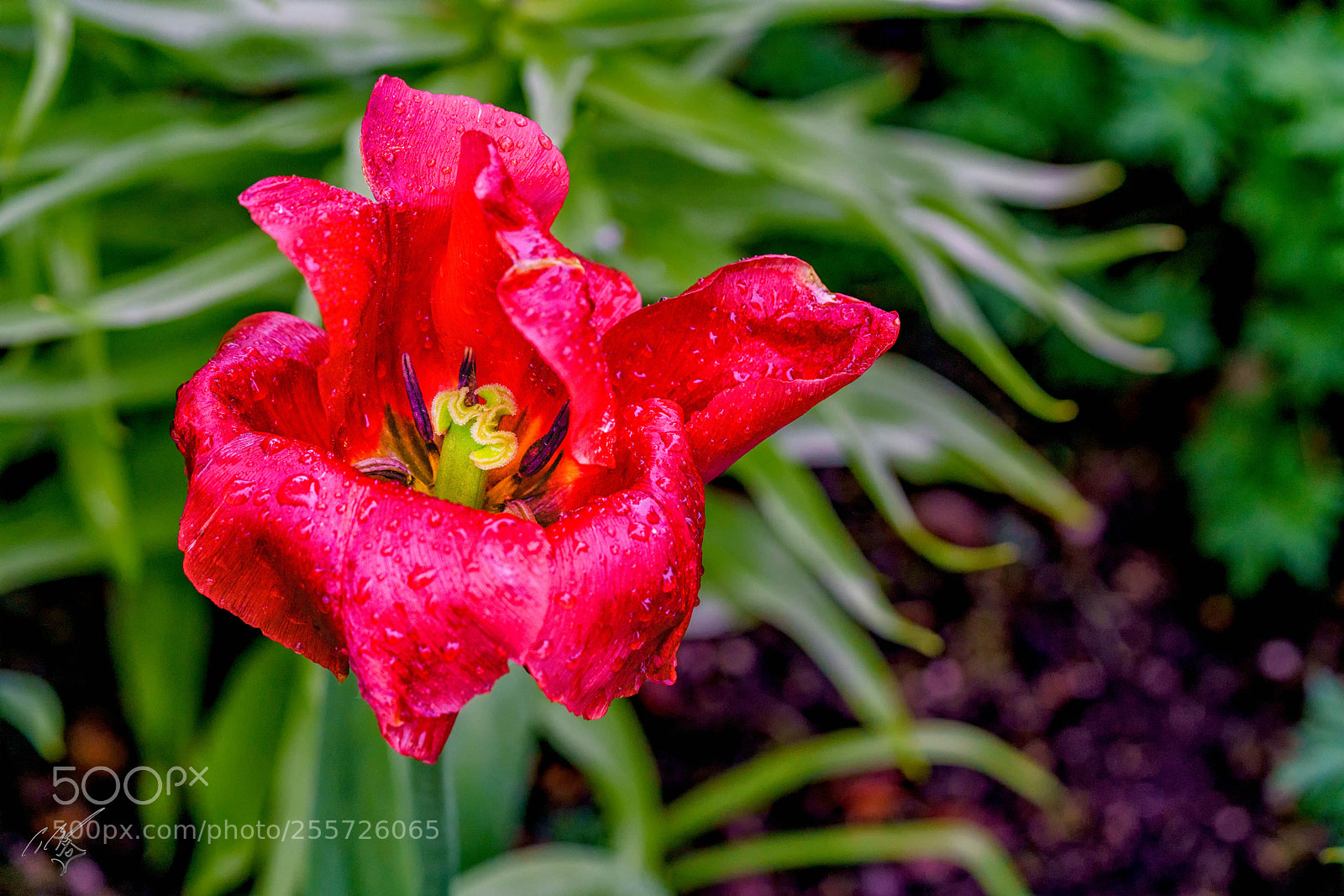 Sony a7R II sample photo. Redtulips april photography