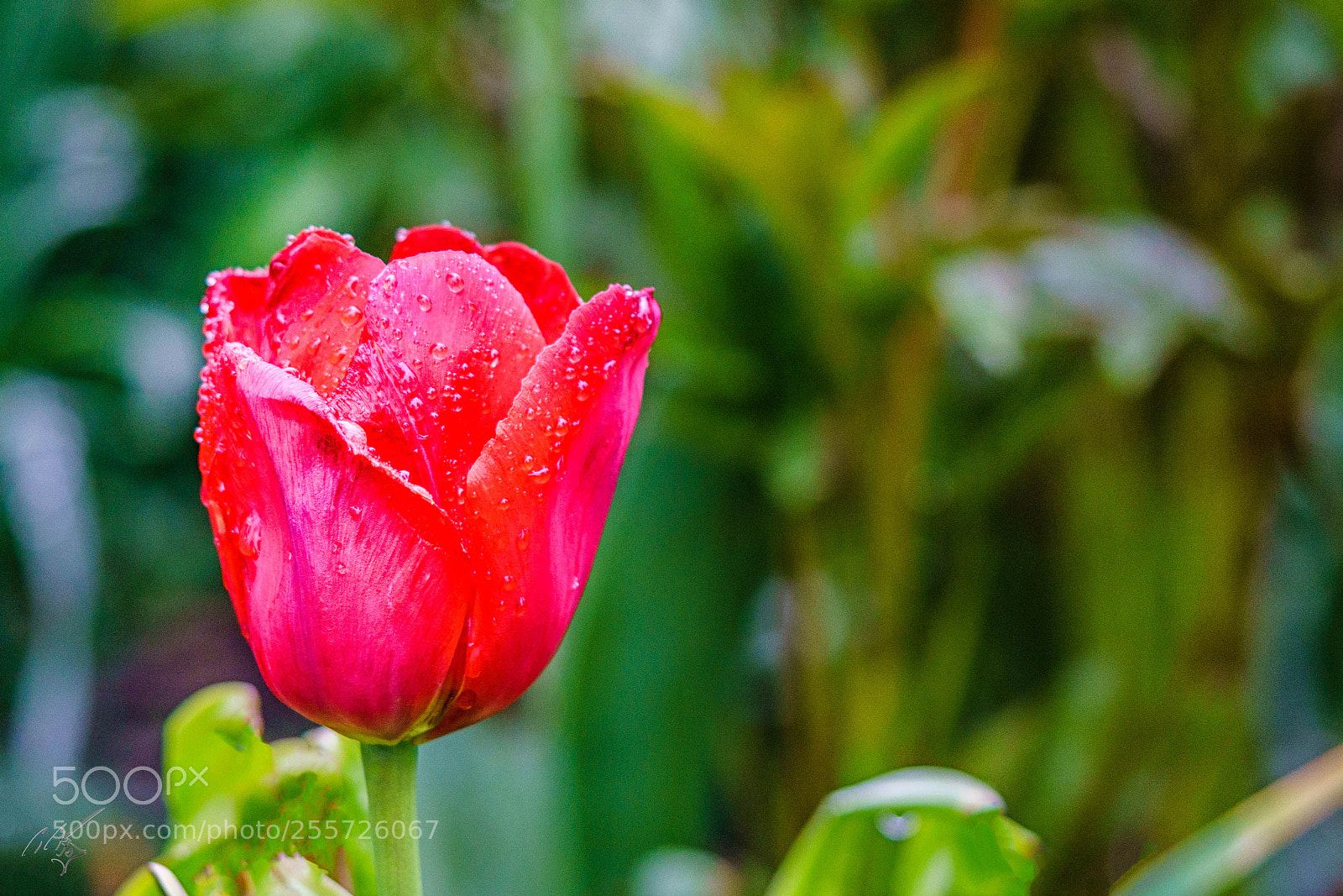Sony a7R II sample photo. Redtulips april photography