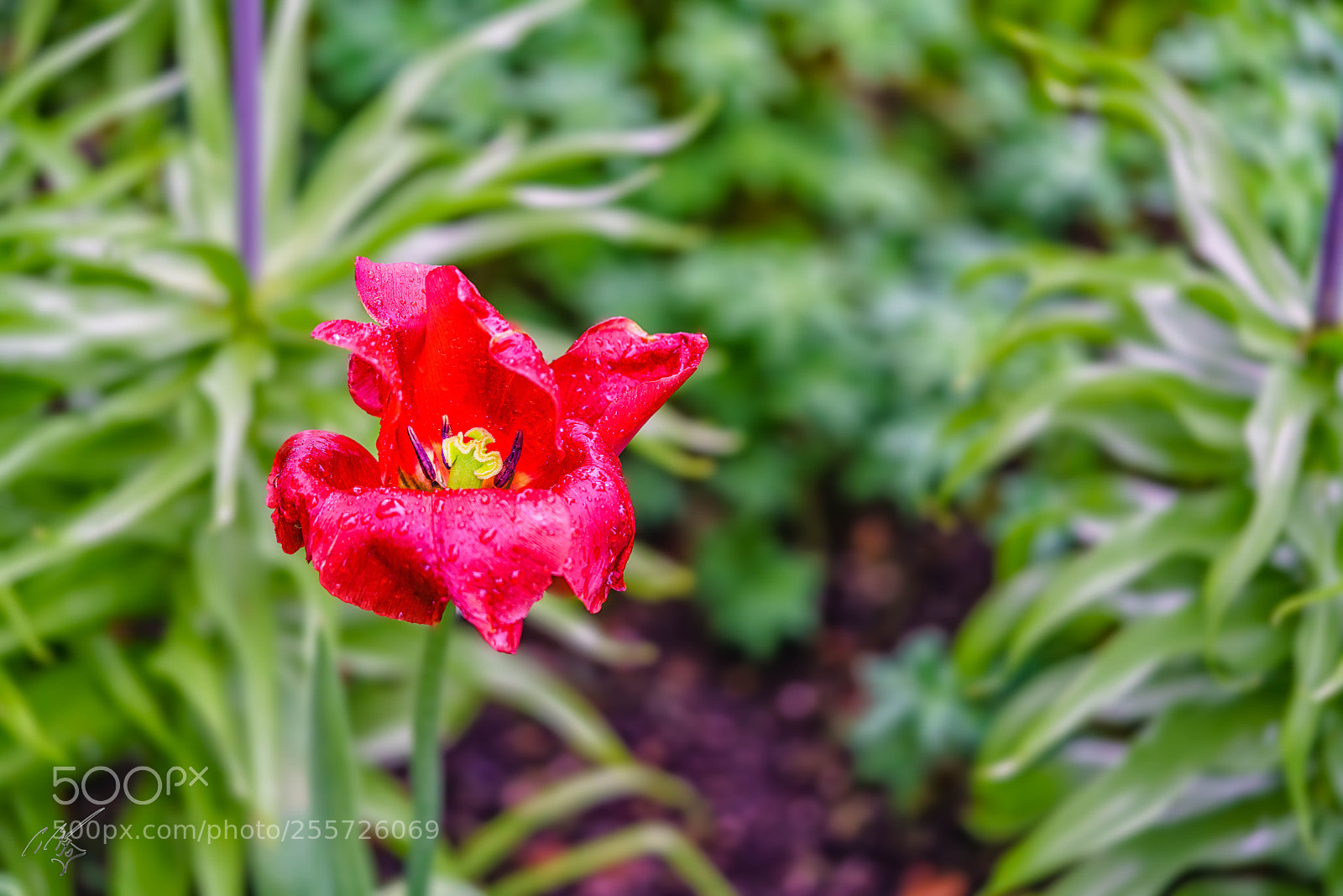 Sony a7R II sample photo. Redtulips april photography