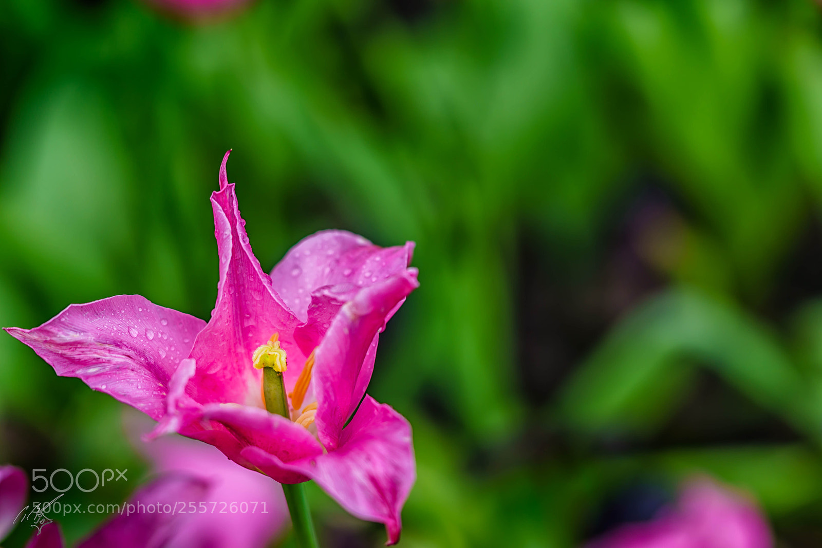 Sony a7R II sample photo. Purple tulips april photography