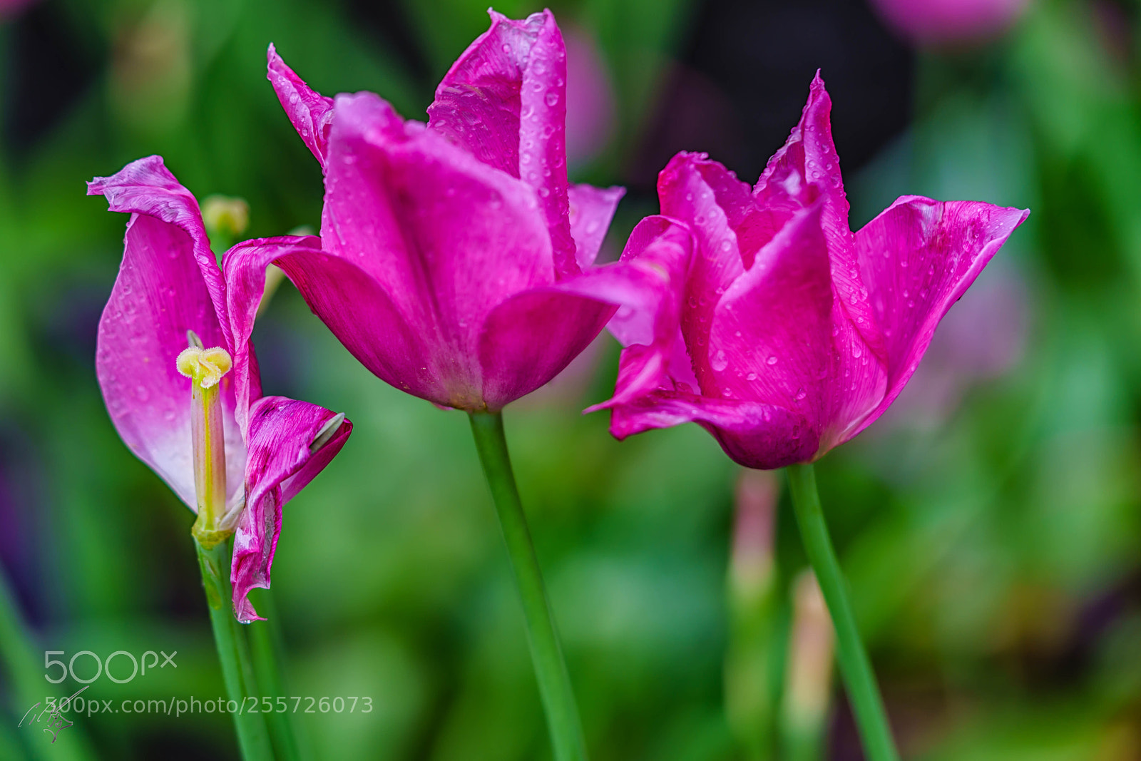Sony a7R II sample photo. Purple tulips april photography