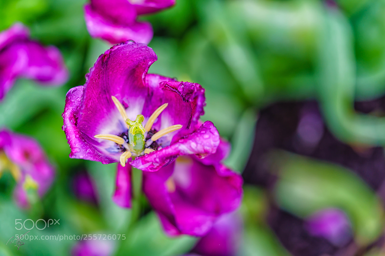 Sony a7R II sample photo. Purple tulips april photography