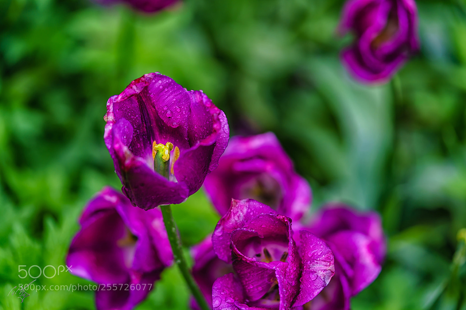 Sony a7R II sample photo. Purple tulips april photography