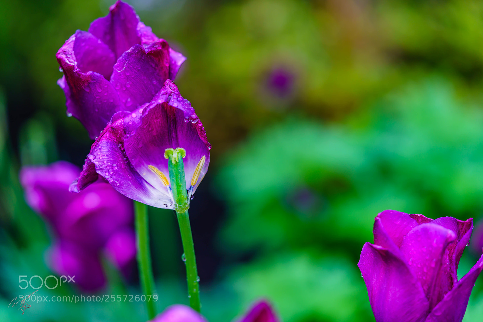 Sony a7R II sample photo. Purple tulips april photography