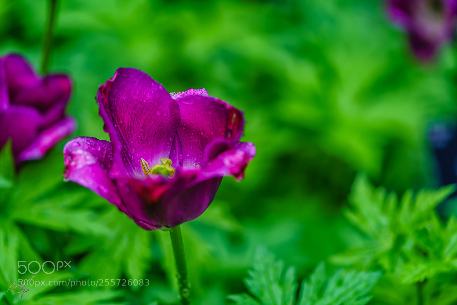 Sony a7R II sample photo. Purple tulips april photography