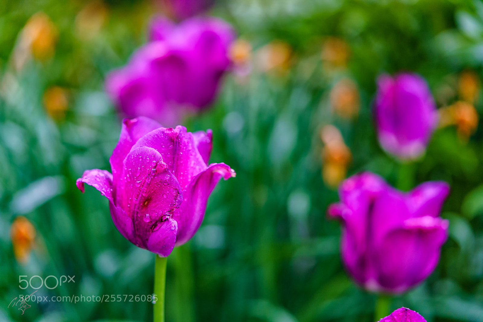 Sony a7R II sample photo. Purple tulips april photography