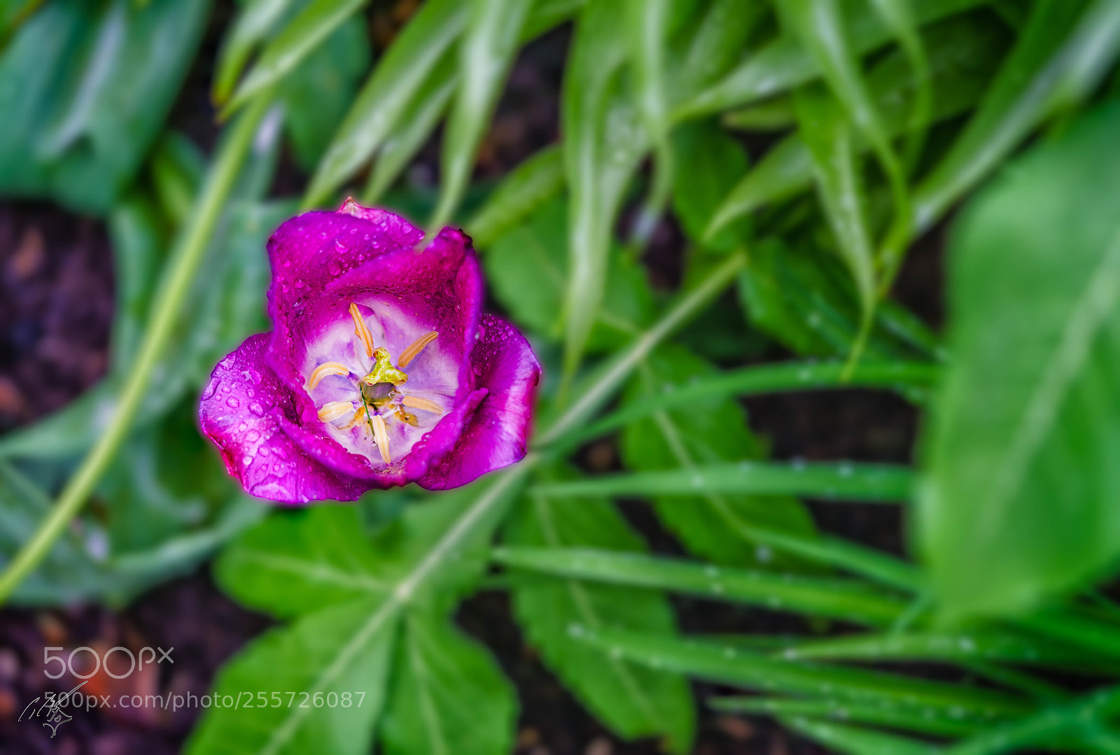 Sony a7R II sample photo. Purple tulips april photography