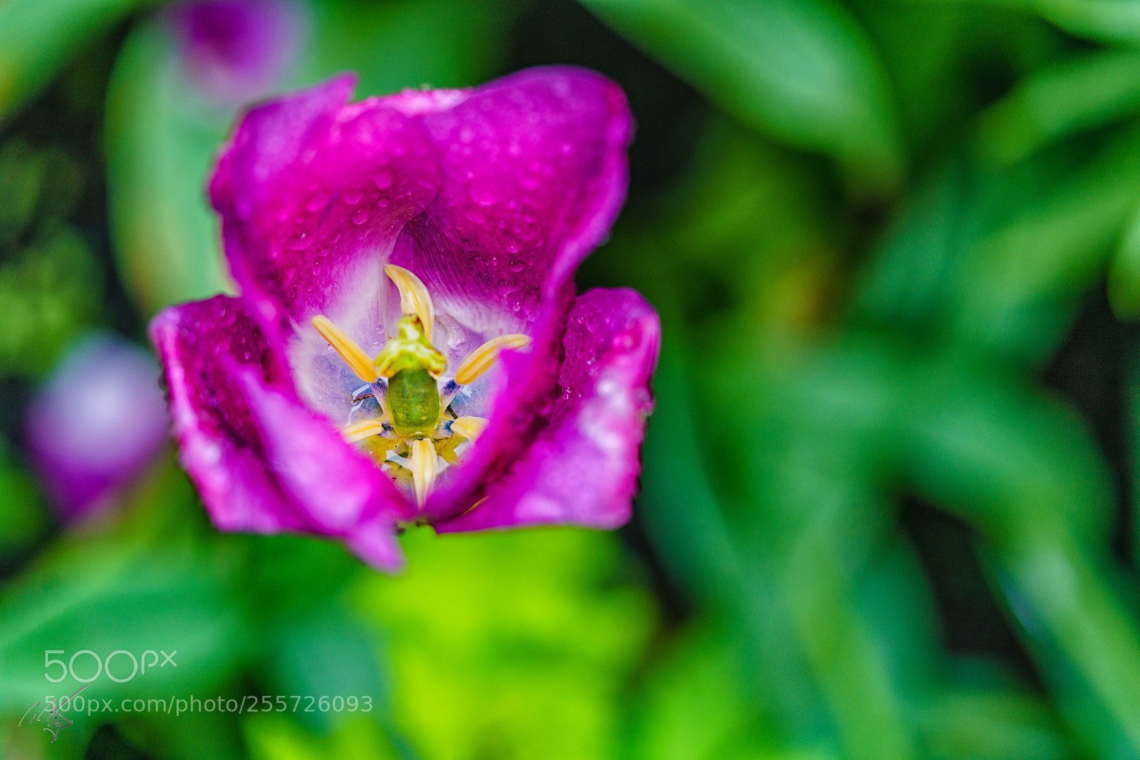 Sony a7R II sample photo. Purple tulips april photography