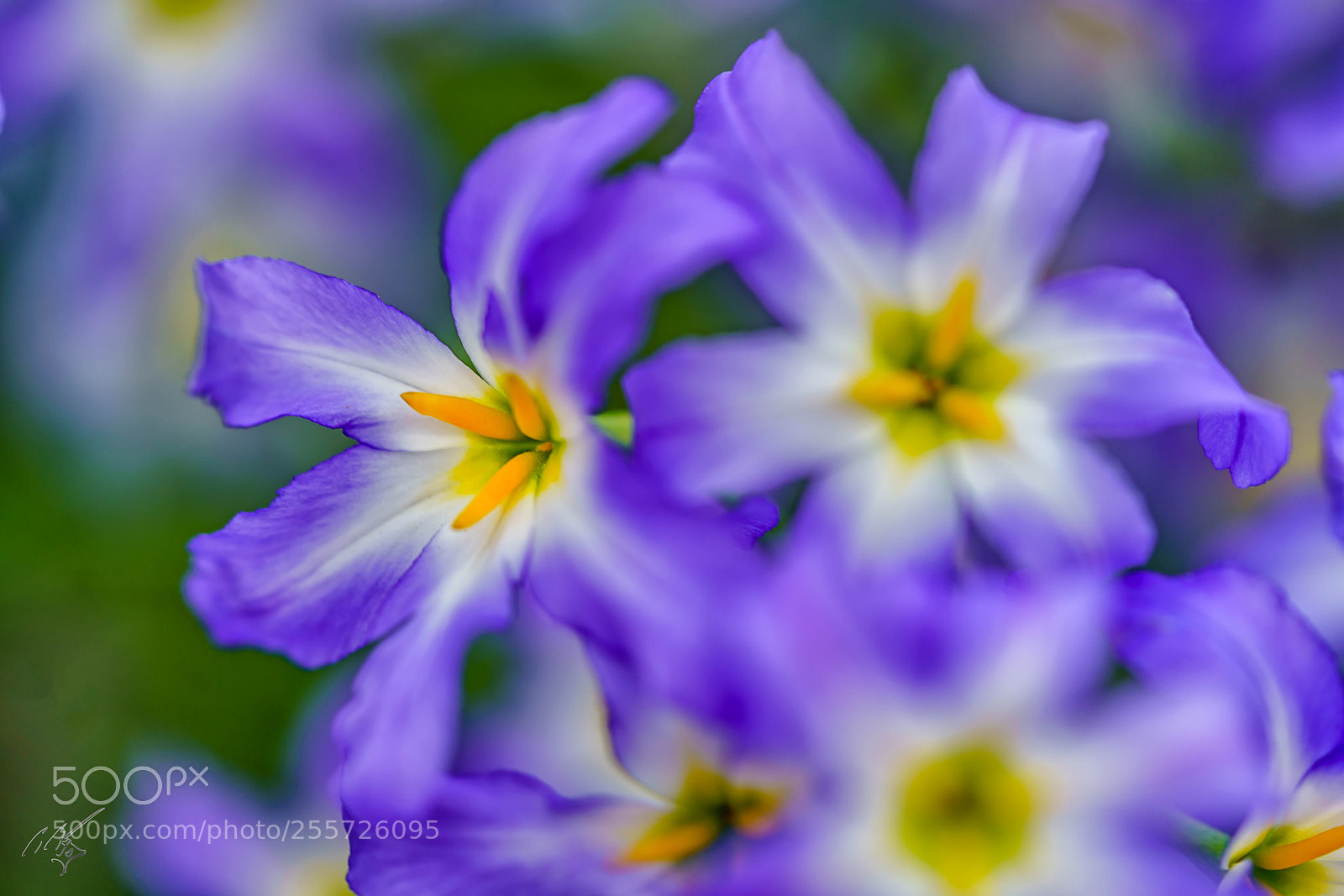 Sony a7R II sample photo. Purple delicate flower april photography