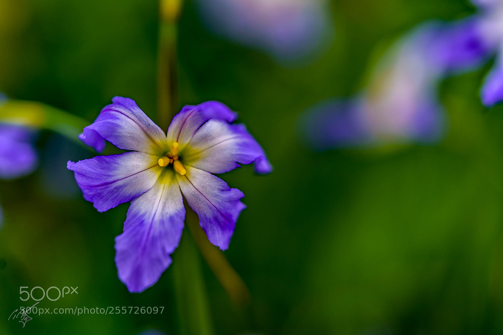 Sony a7R II sample photo. Purple delicate flower april photography