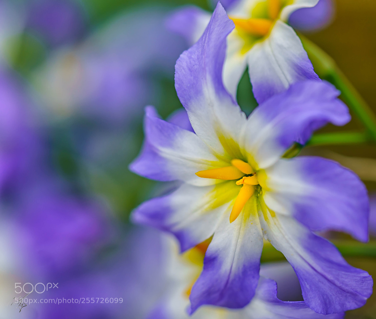 Sony a7R II sample photo. Purple delicate flower april photography