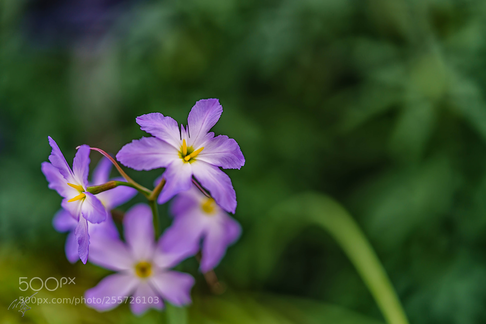 Sony a7R II sample photo. Purple delicate flower april photography