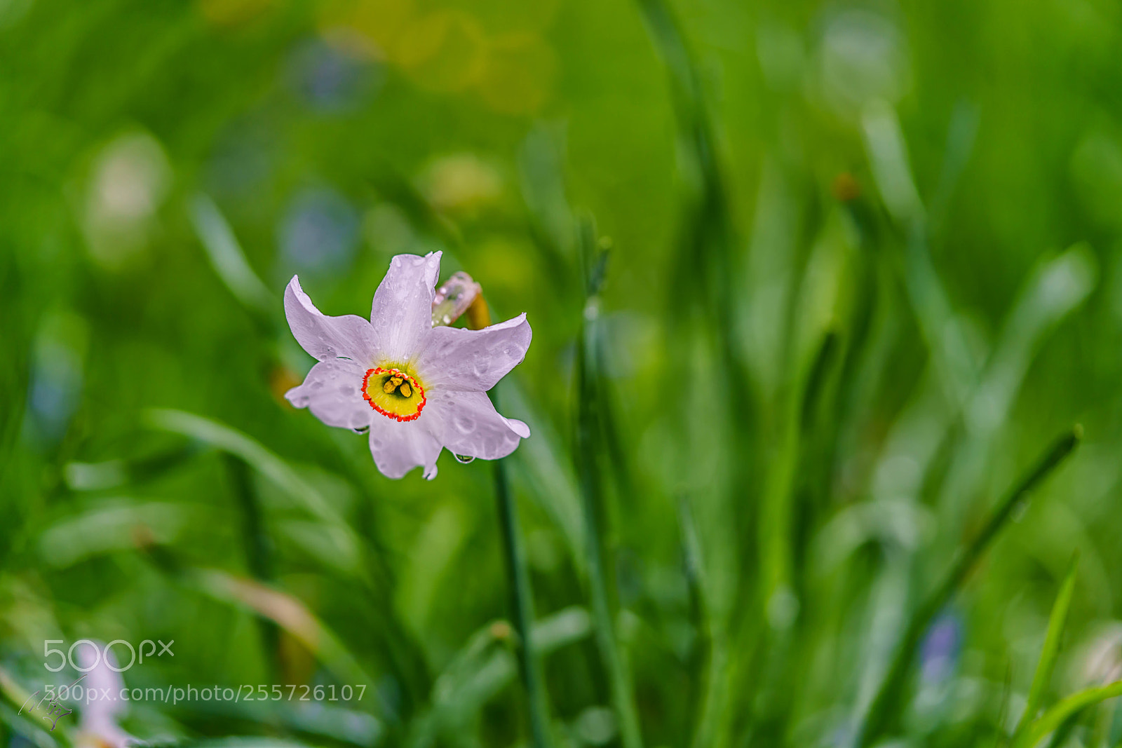 Sony a7R II sample photo. Pink daffodills april photography