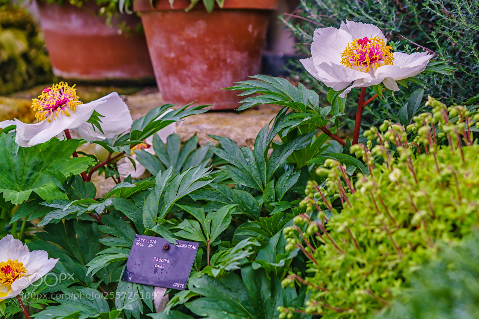 Sony a7R II sample photo. Peony april photography