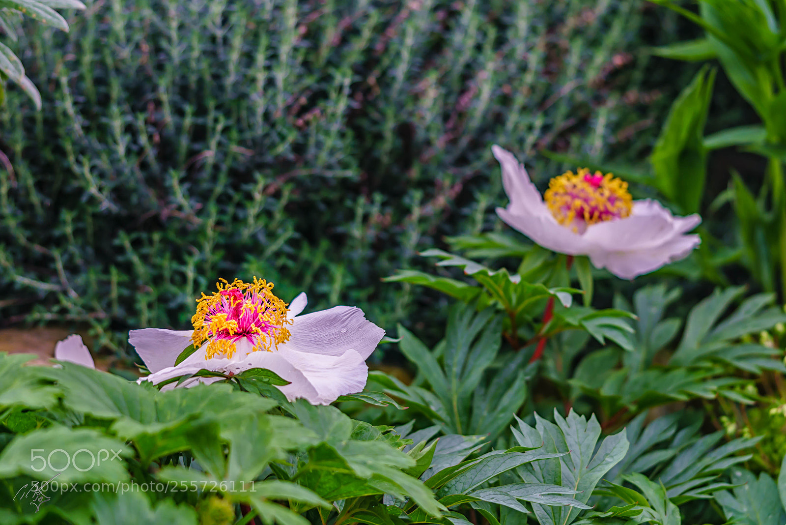 Sony a7R II sample photo. Peony april photography