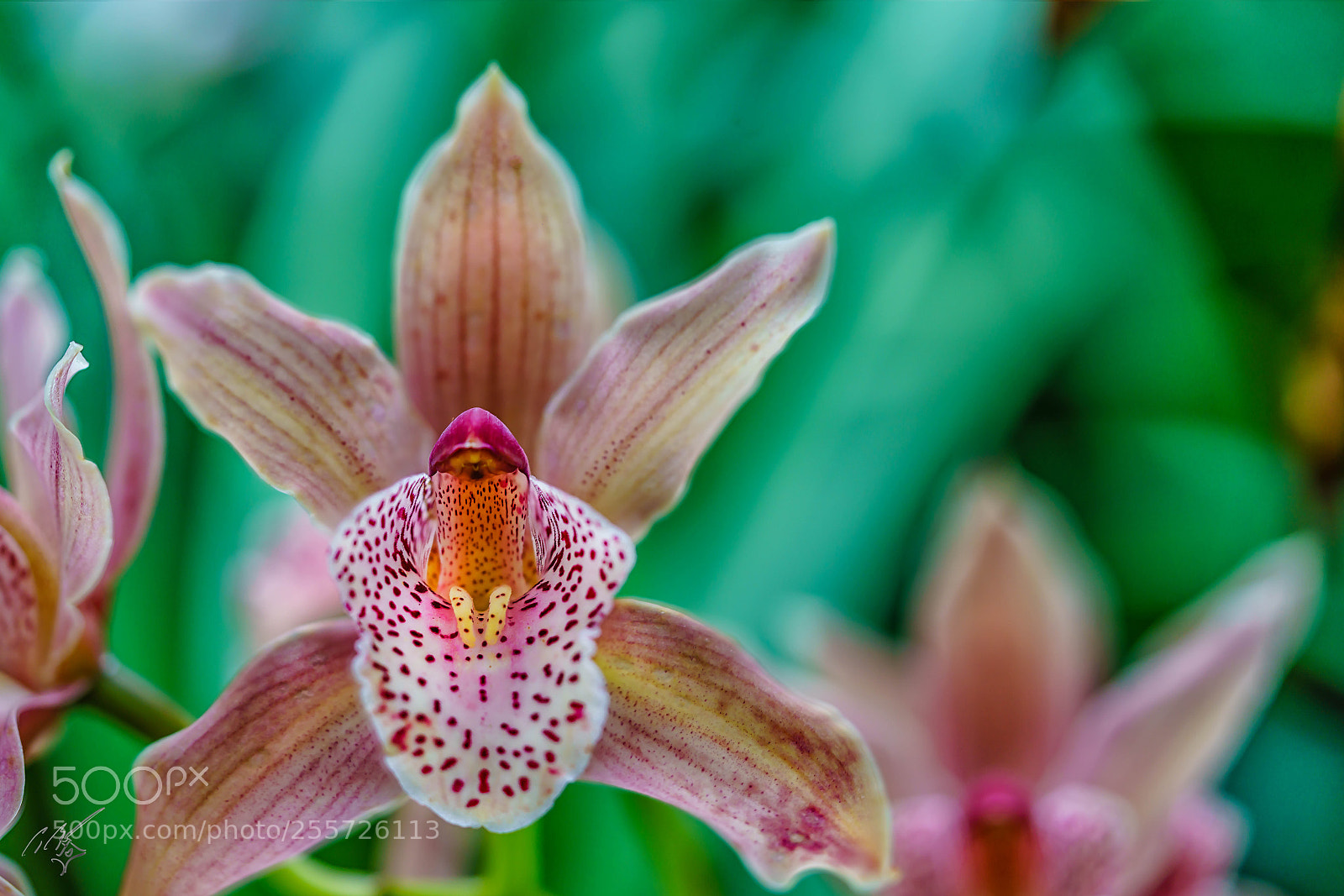 Sony a7R II sample photo. Orchids april photography