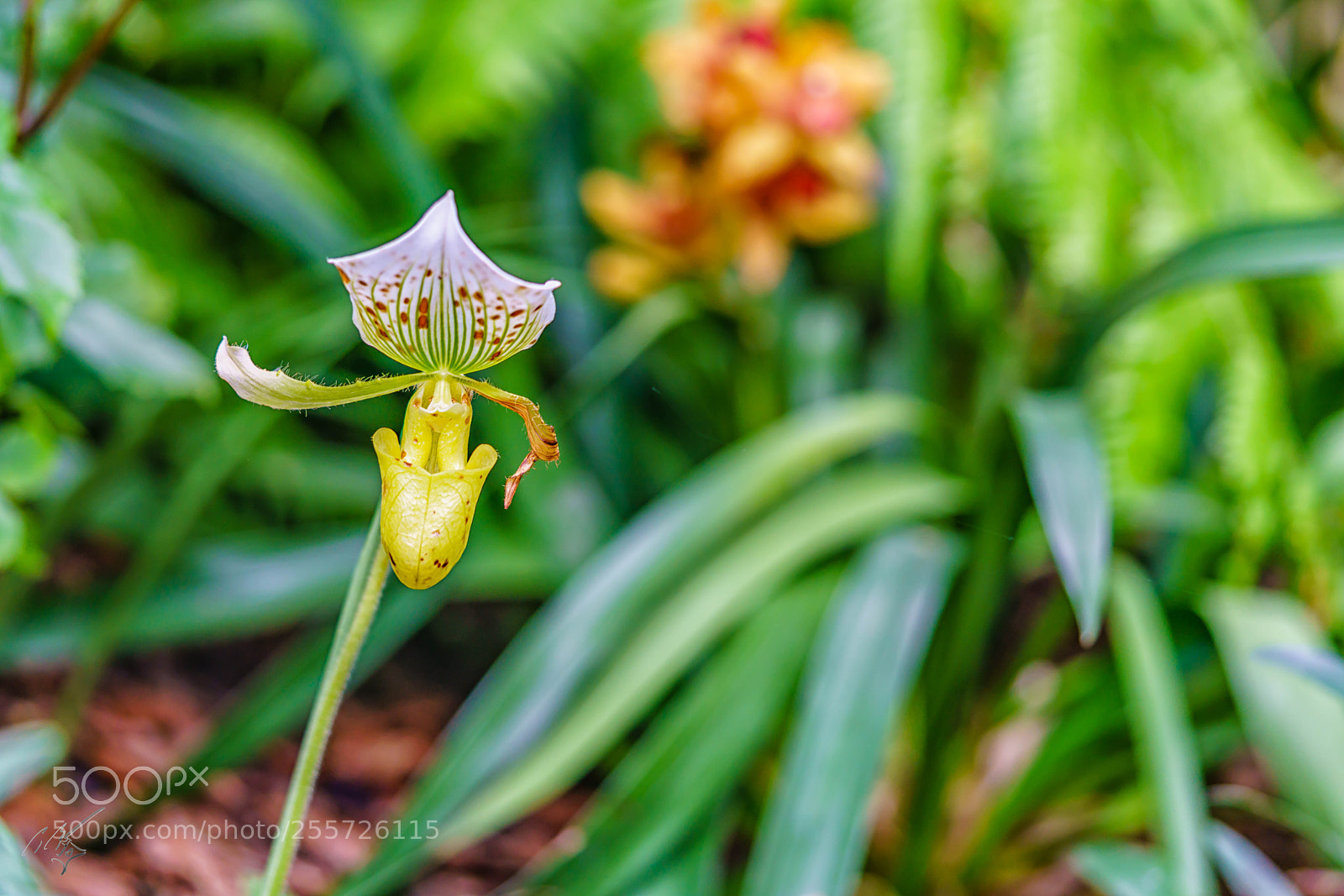 Sony a7R II sample photo. Orchids april photography