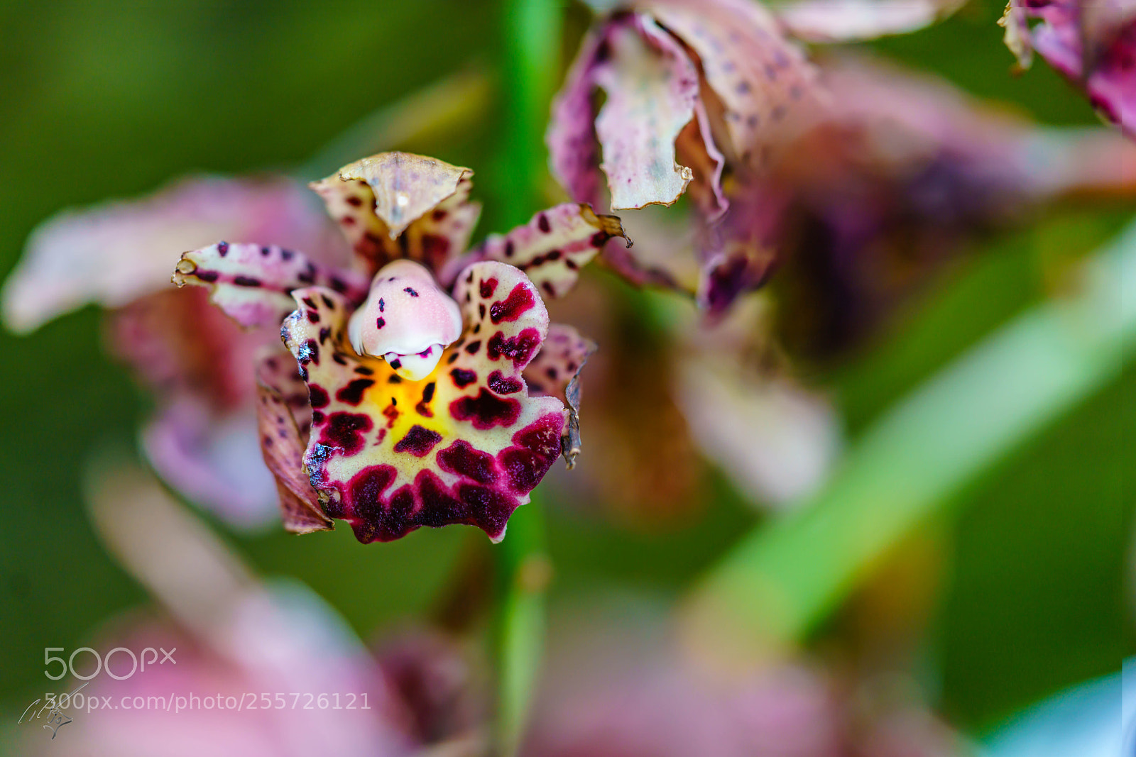 Sony a7R II sample photo. Orchids april photography