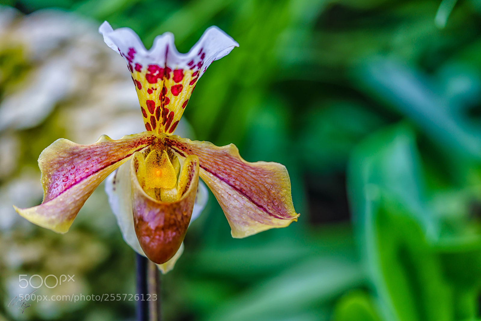 Sony a7R II sample photo. Orchids april photography